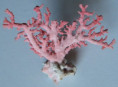/products/astralium-rhodostoma-with-coral/